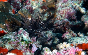 Maldives 2021 - Rascasse volante - Red lionfish - Pterois miles - DSC00350_rc